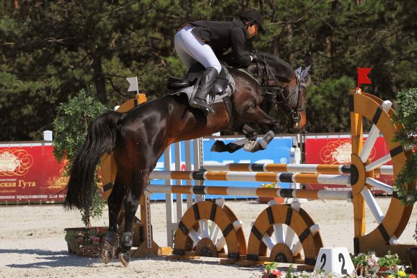 Elevate your equestrian game: expert tips to master jumping skills and maximize your scores